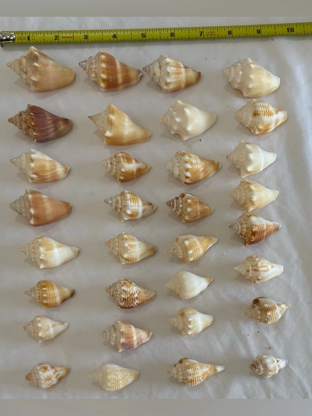 32- FLORIDA BEACH FIGHTING CONCH SHELL SMALLER SIZE JUVENILES CRAFT /COLLECTOR